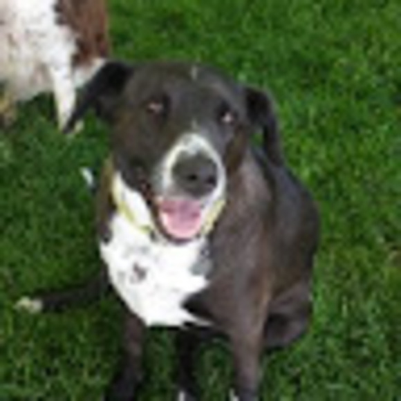 Meet your Posher, Lillian - Picture 1 of 1